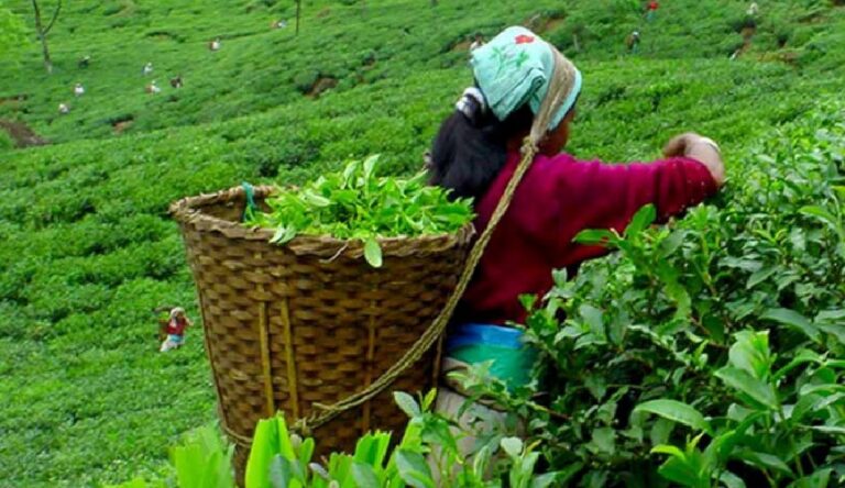 भारतीय अवरोधपछि चिया उद्योग बन्द गर्ने उद्योगीको घोषणा
