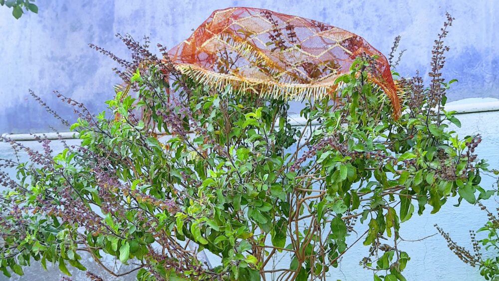 आज हरिबोधिनी एकादशी पर्व: तुलसी र दामोदरको विवाह गरी मनाइँदै