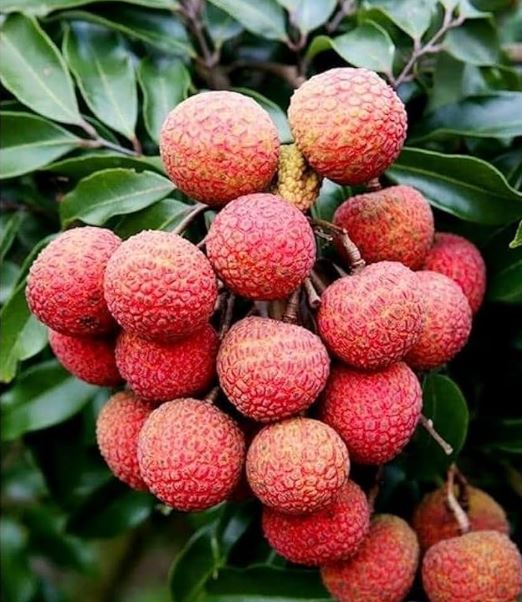 धेरै लिची खाँदा हुन सक्छ स्वास्थ्यमा हानि : यस्ता छन् सावधानी अपनाउनुपर्ने कुराहरू