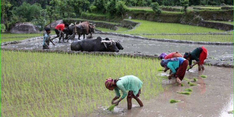 <p>गत वर्षभन्दा यस वर्ष देशभर रोपाइँको गति उल्लेख्य रूपमा घट्यो, अधिकांश प्रदेशमा लक्ष्यअनुसार प्रगति हुन सकेन काठमाडौं। असारको तेस्रो साता बितिसक्दा पनि देशभर धान रोपाइँले अपेक्षित गति लिन सकेको छैन। कृषि, वन तथा पर्यावरण मन्त्रालयअन्तर्गतको कृषि विभागका अनुसार हालसम्म देशभर कुल धान खेतीयोग्य क्षेत्रफलको ३२.३८ प्रतिशतमा मात्र रोपाइँ सम्पन्न भएको छ, जुन गत वर्षको सोही…</p>
