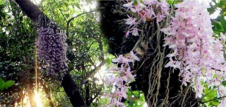 प्रत्येक वर्ष १ वैशाखमा मात्र फुल्ने प्रेम र सद्भावको प्रतीक अनौठो फूल