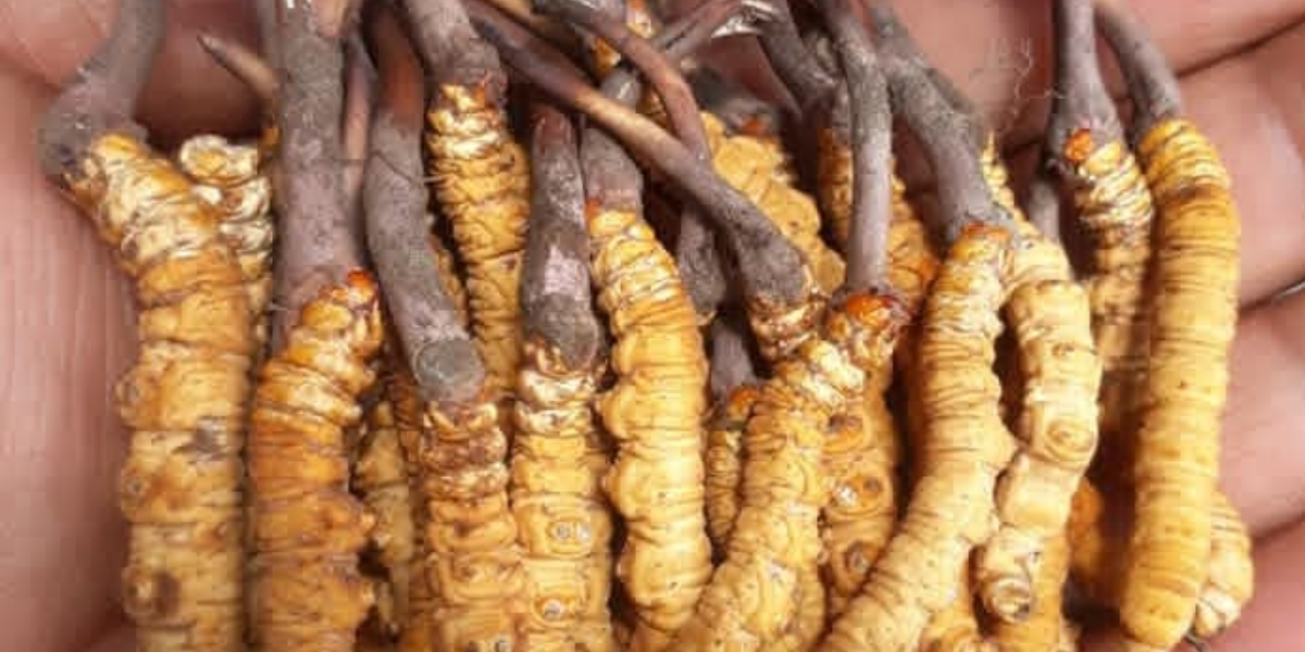 यार्सागुम्बा संकटमा : घट्दो उत्पादनले हिमाली जनजीवन प्रभावित