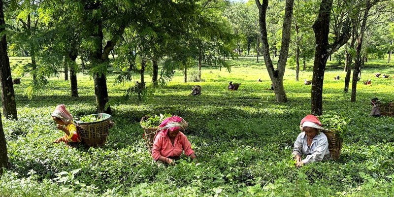 बन्द रहेका चिया उद्योग सञ्चालनमा