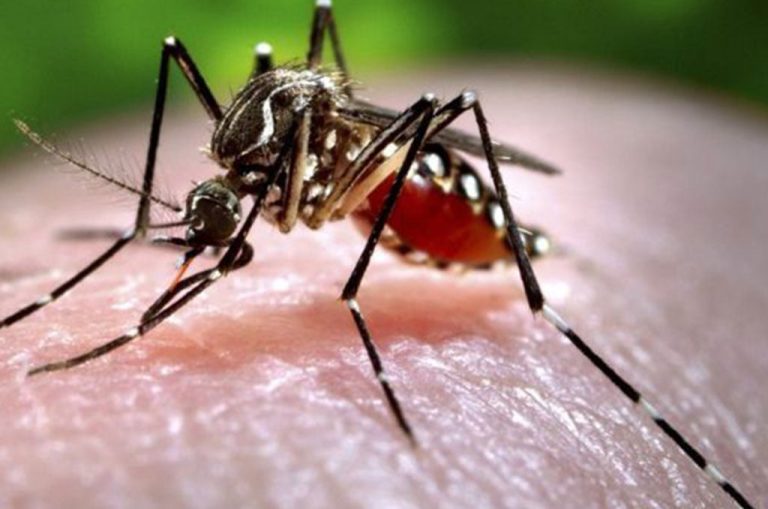 जापानिज इन्सेफ्लाइटिसबाट झापामा ६ जनाको मृत्यु